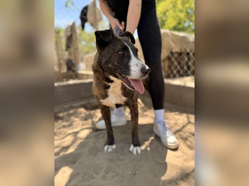 Hardin Fröhlicher, aktiver Traumhund sucht seine Menschen