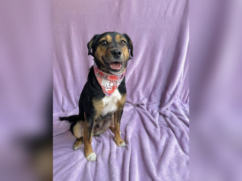 Gareth - Treuer Herzenshund sucht sein Für-immer-Zuhause *bald in 71711 Murr*