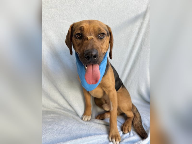 Ash - Sensibler Hundejunge sucht verständnisvolles Zuhause!