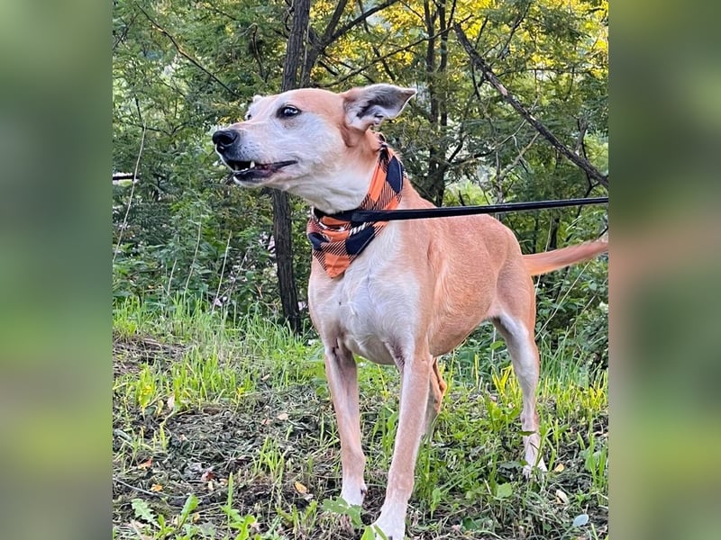 Szotti -Sanfter Rüde auf der Suche nach seinen Menschen