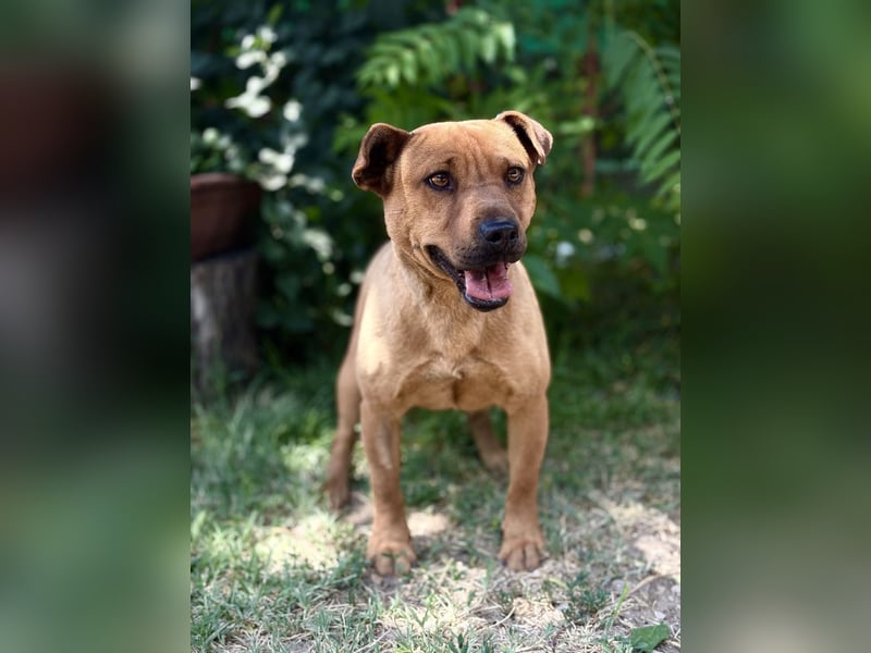 Bandi - Fröhlicher Herzenshund sucht sein Für-immer-Zuhause