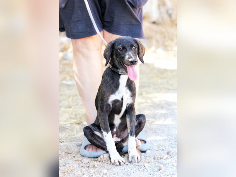 Hazel - Sanftes Welpenmädchen sucht ihr Für-immer-Zuhause
