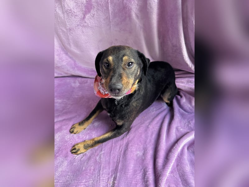 Kurby - Lebensfroher Rüde sucht aktive Menschen!