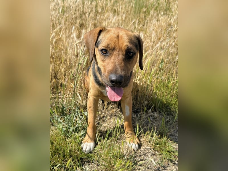 Ash - Sensibler Hundejunge sucht verständnisvolles Zuhause!