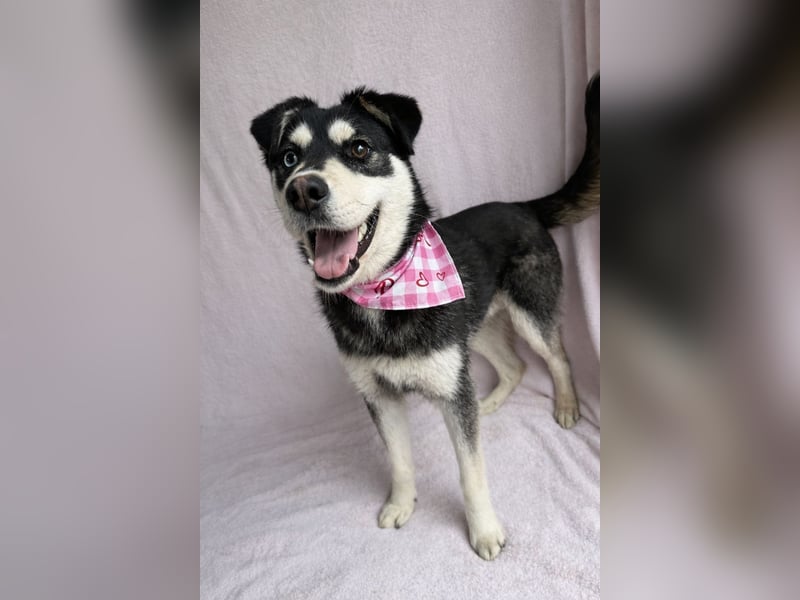 Timur (Trappista) - Menschenbezogener Wirbelwind sucht sein Zuhause