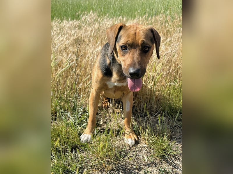 Ash - Sensibler Hundejunge sucht verständnisvolles Zuhause!