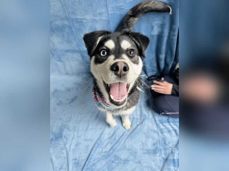 Timur (Trappista) - Menschenbezogener Wirbelwind sucht sein Zuhause