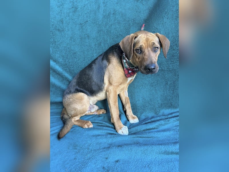 Ash - Sensibler Hundejunge sucht verständnisvolles Zuhause!