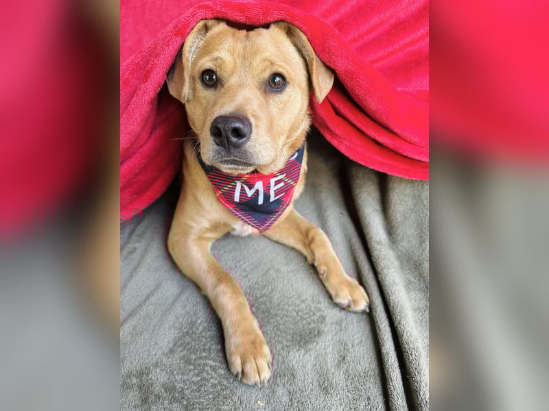 Frisco - Verschmuster Herzenshund sucht sein Glück