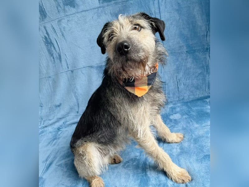 Rafi - Toller Begleiter sucht seine Menschen!