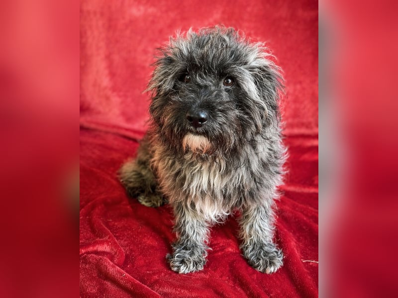 Cody - Sensibler Rüde sucht einfühlsames Zuhause  *bald in 71711 Murr*