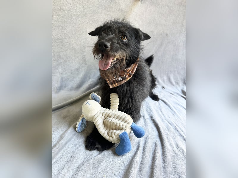 Birs - Fröhlicher Kuschelhund, der seine zweite Chance so sehr verdient hat!