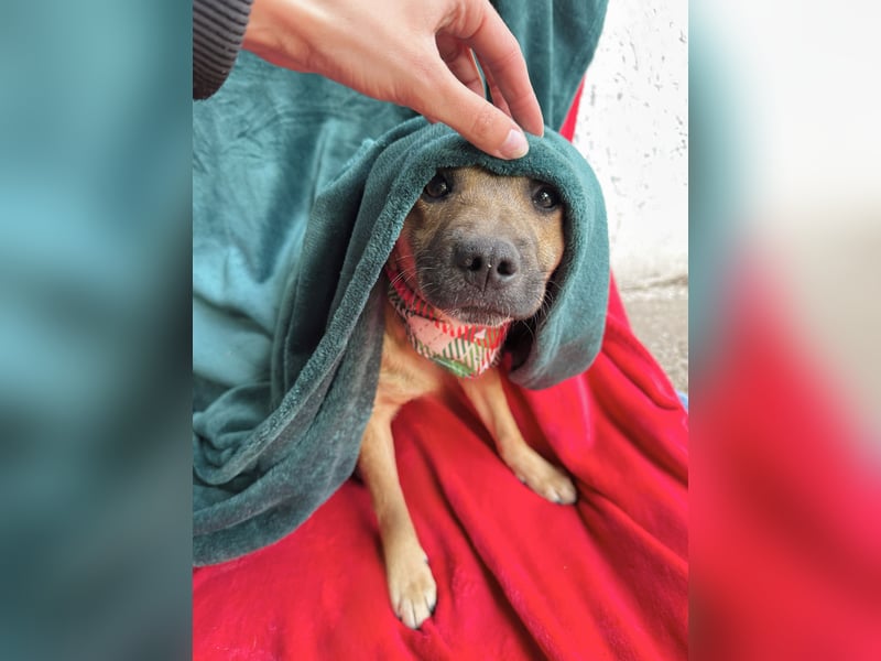 Jeremy - Lebensfroher Sonnenschein auf vier Pfoten sucht sein Zuhause