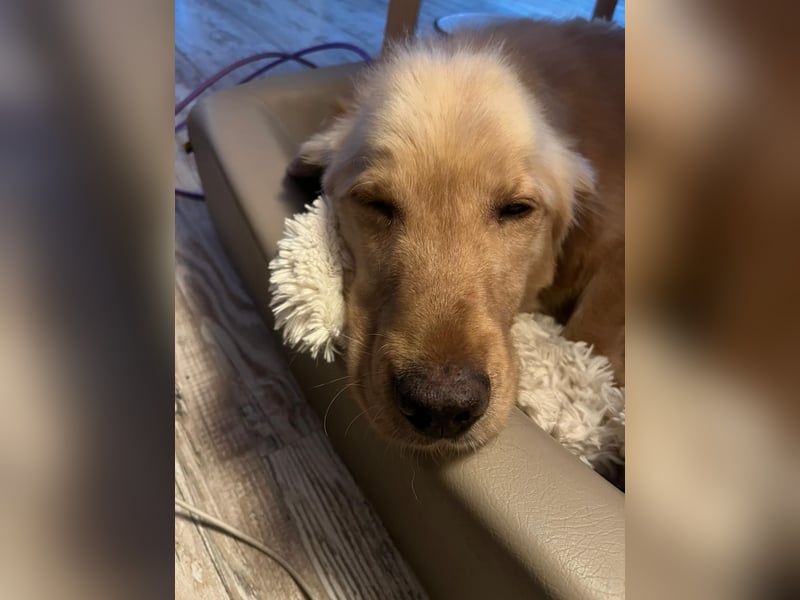 Chopper - selbstbewusster Goldie-Mix sucht seine Familie *in 86685 Huisheim*