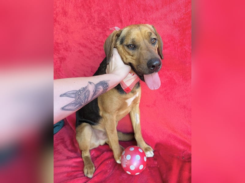 Ash - Sensibler Hundejunge sucht verständnisvolles Zuhause!