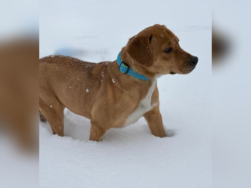 Gemma -Sanfte Seele sucht liebe Menschen