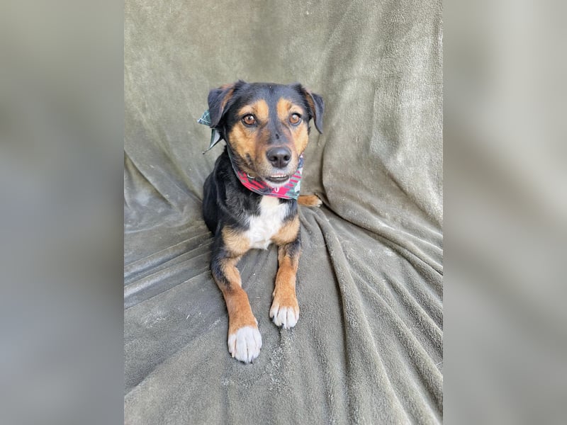 Gareth - Treuer Herzenshund sucht sein Für-immer-Zuhause *bald in 71711 Murr*