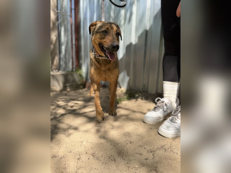 Prometeusz Sensibler Hund sucht Menschen mit Geduld und Herz