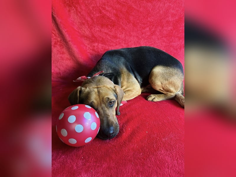 Ash - Sensibler Hundejunge sucht verständnisvolles Zuhause!