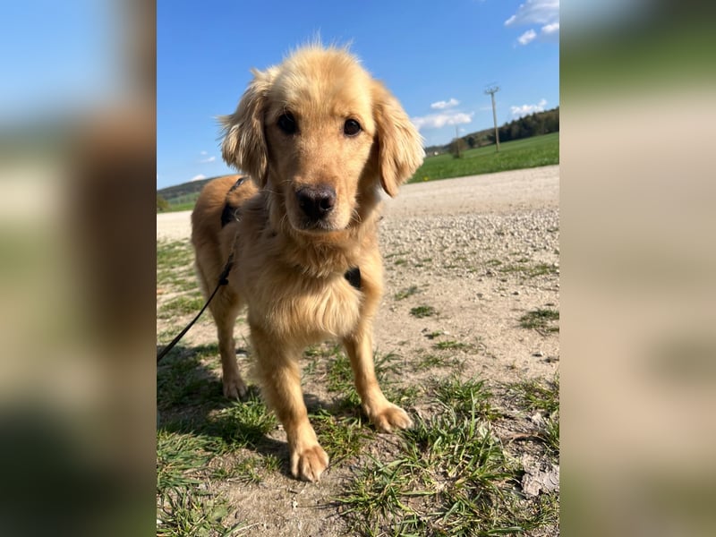 Chopper - selbstbewusster Goldie-Mix sucht seine Familie *in 86685 Huisheim*