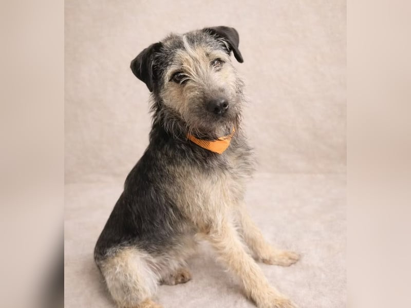 Rafi - Toller Begleiter sucht seine Menschen!