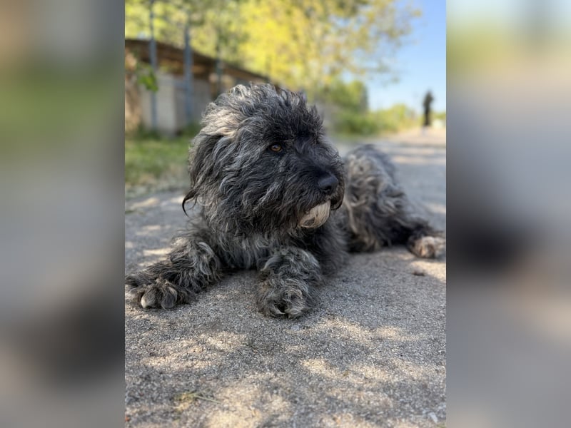 Ella - Sensible Hündin sucht einfühlsames Zuhause