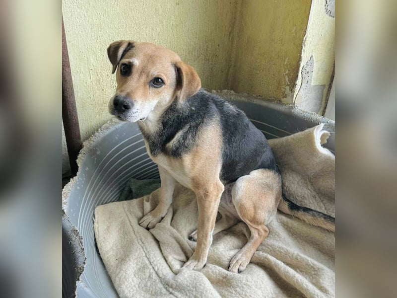 Linda- Sanfte Seele auf vier Pfoten