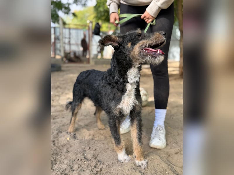 Merlin - Junger Hundebub sucht ein tolles Zuhause!