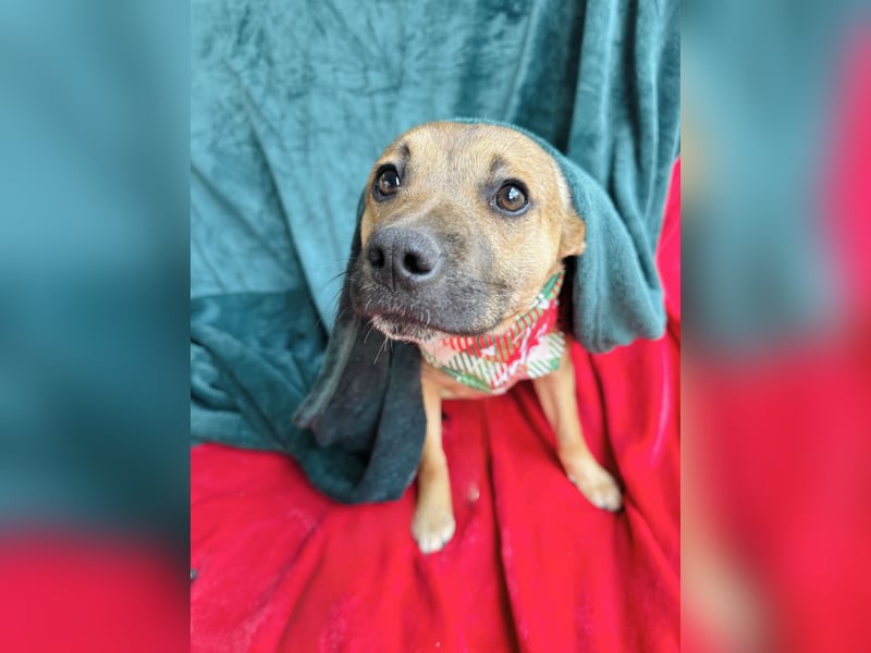 Jeremy - Lebensfroher Sonnenschein auf vier Pfoten sucht sein Zuhause