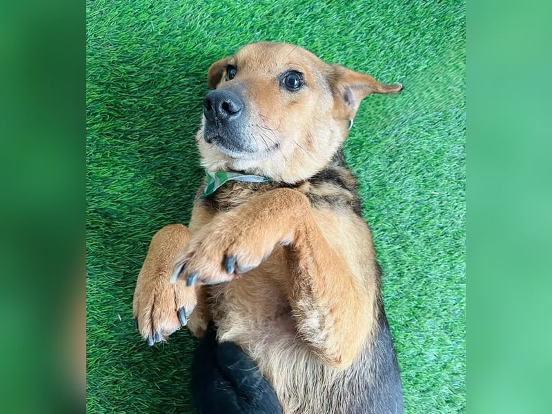 Toby - Sanfte Seele sucht liebevolles Zuhause!