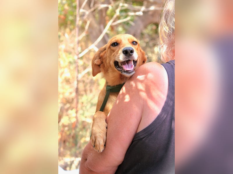 Ayla - Lebesnfrohes Hundemädchen sucht ihr Für-immer-Körbchen