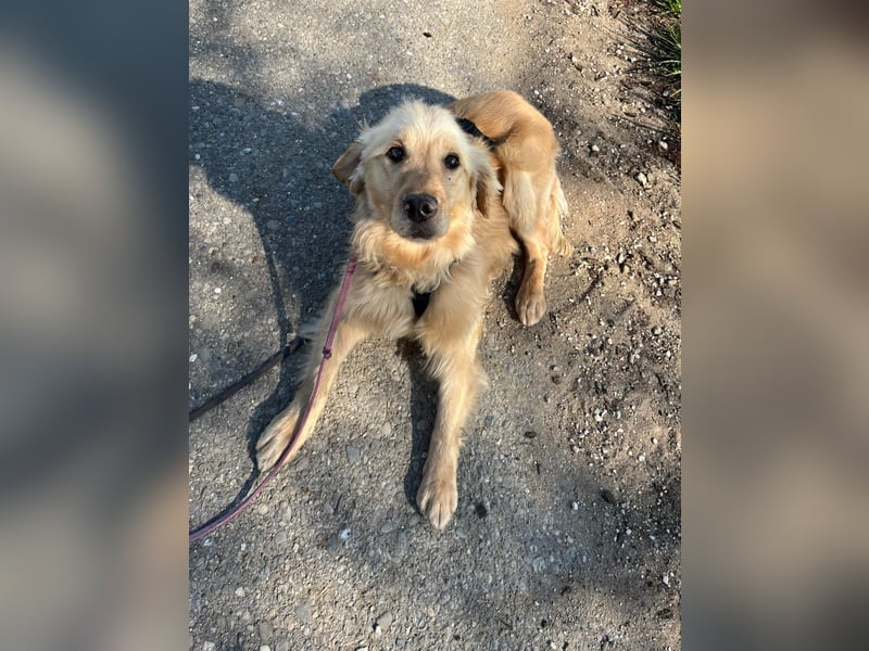 Chopper - selbstbewusster Goldie-Mix sucht seine Familie *in 86685 Huisheim*