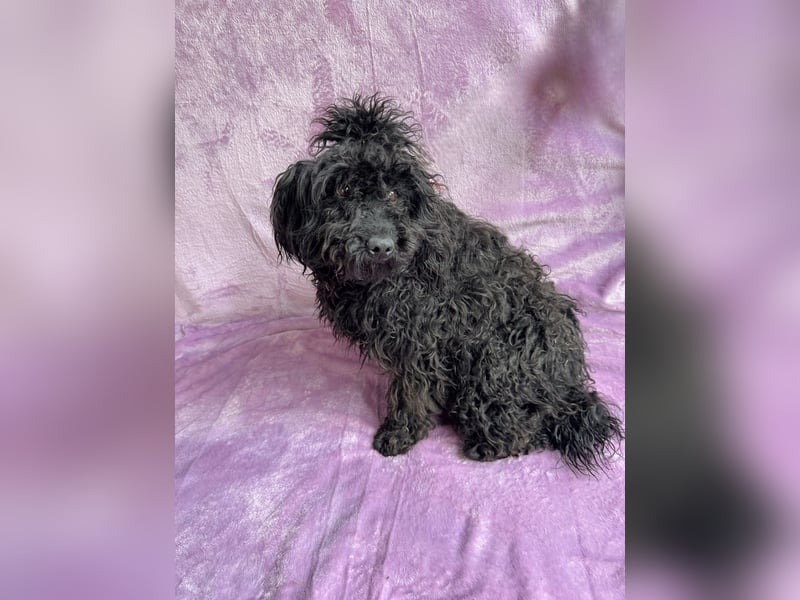 Valerie - Bezaubernde kleine Seele auf der Suche nach Geborgenheit!