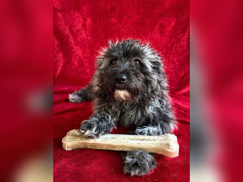 Cody - Sensibler Rüde sucht einfühlsames Zuhause  *bald in 71711 Murr*