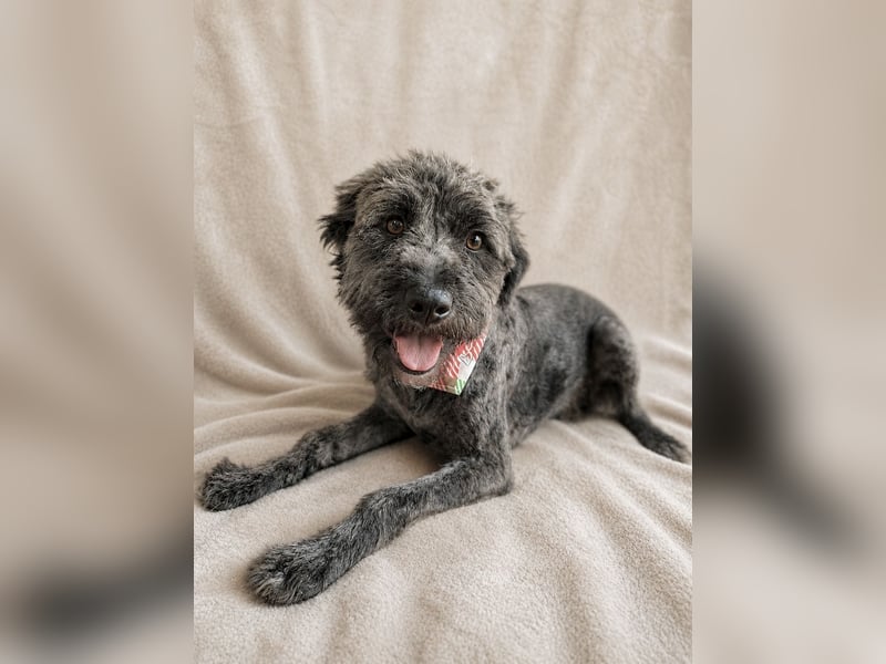 Cody - Sensibler Rüde sucht einfühlsames Zuhause