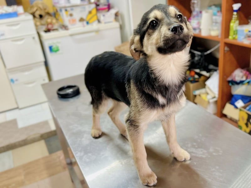 Venus - junge Mischlingshündin sucht liebevolles Zuhause