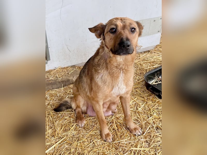 Suki (Cuki) - Freundliche Hündin mit großem Herz sucht ihre Familie