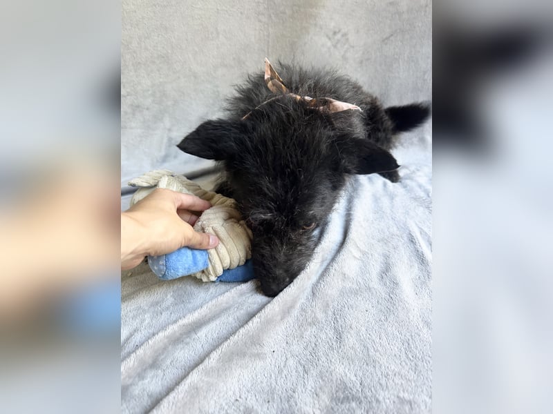 Birs - Fröhlicher Kuschelhund, der seine zweite Chance so sehr verdient hat!