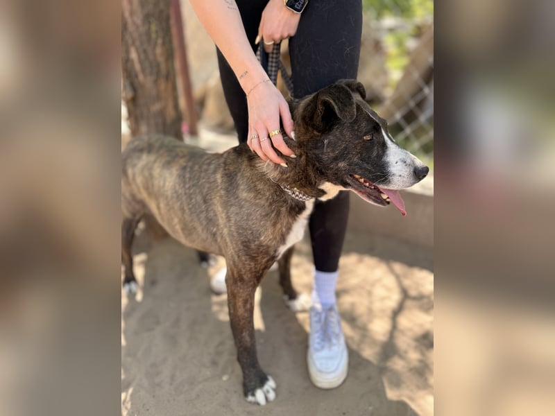 Hardin Fröhlicher, aktiver Traumhund sucht seine Menschen