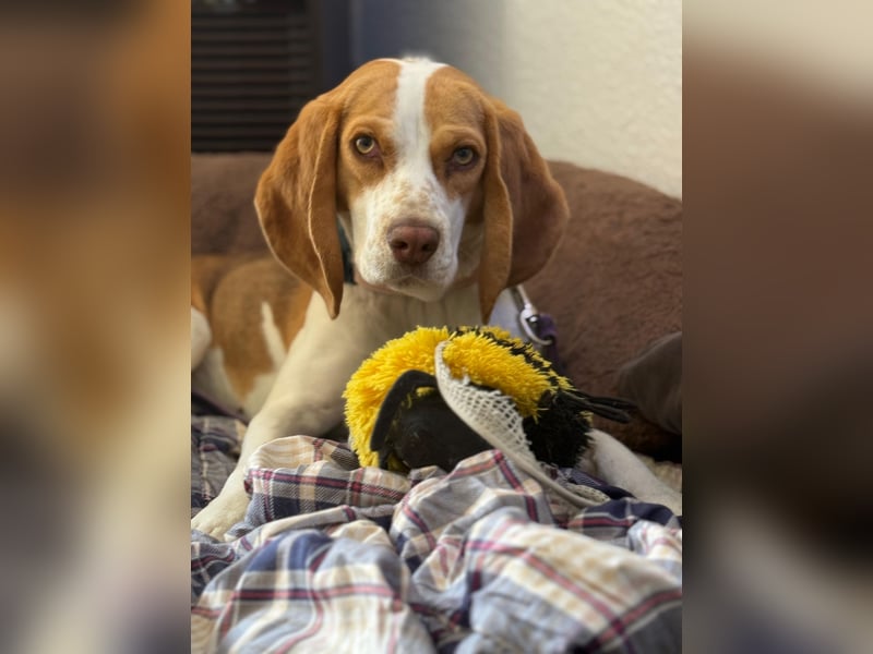 Pippa - Kleine Beagle-Mix Hündin sucht ein Zuhause