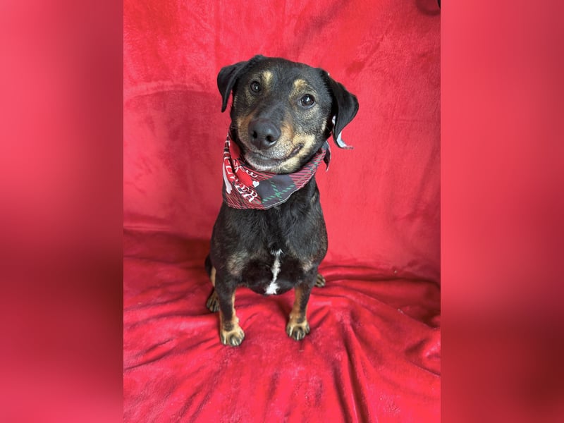 Kurby - Lebensfroher Rüde sucht aktive Menschen!