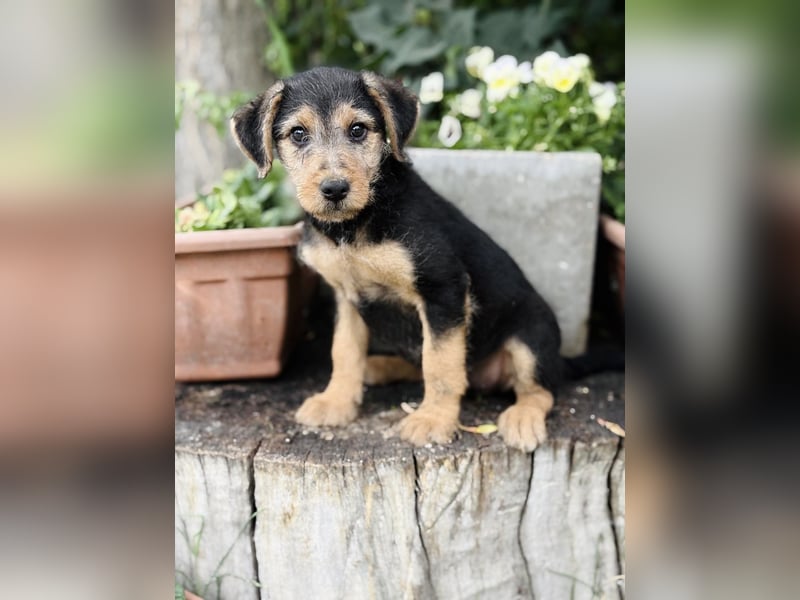Irma - Bezauberndes Hundemädchen sucht ihr Zuhause!