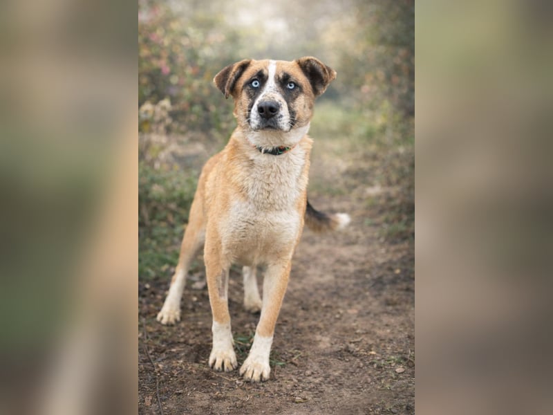 Shirley -Liebes Wesen möchte endlich ankommen!