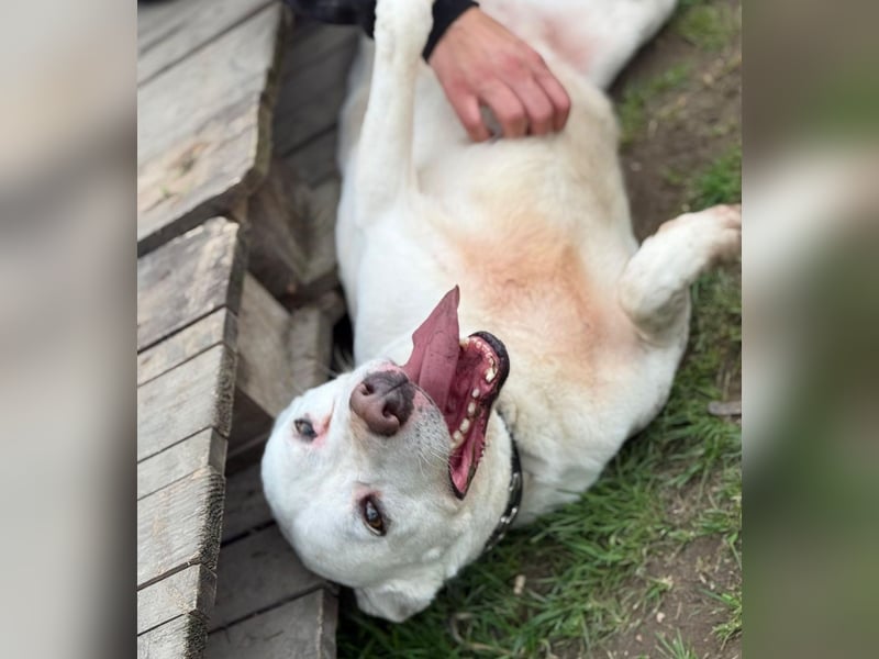 Angel Einzelprinzessin in weiß sucht ihre Für-Immer-Familie