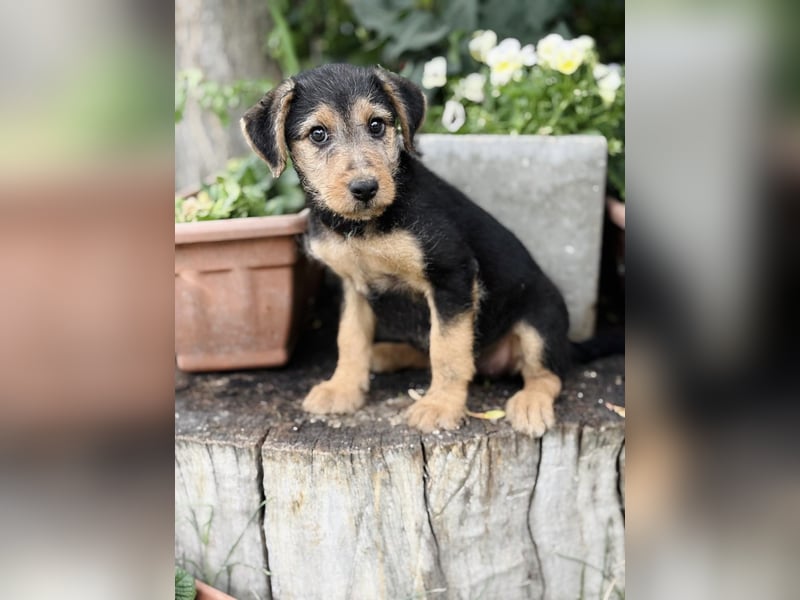 Irma - Bezauberndes Hundemädchen sucht ihr Zuhause!