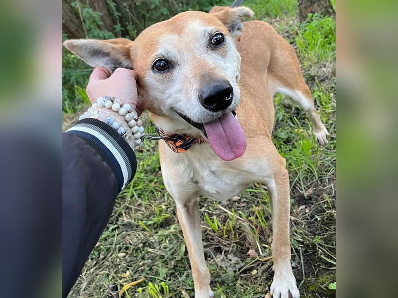 Szotti -Sanfter Rüde auf der Suche nach seinen Menschen