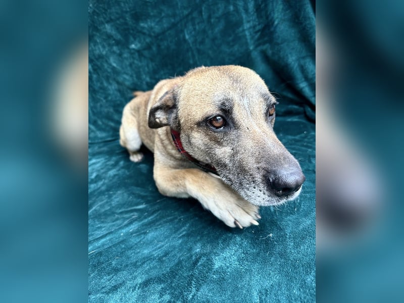 Mats (Matroz) - Sanfter Herzenshund sucht sein Für-immer-Zuhause