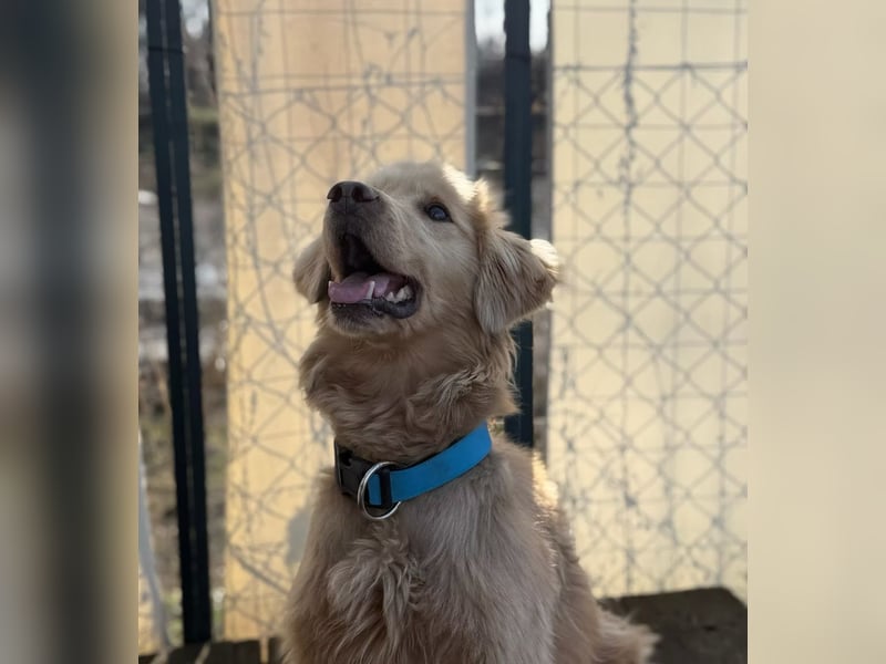 Alfi - Goldiger Rüde sucht sein Für-immer-Zuhause