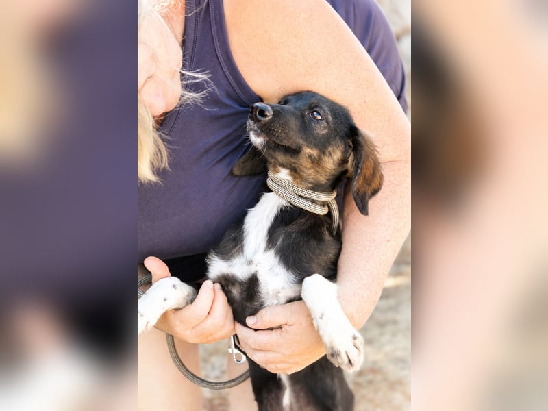 Hazel - Sanftes Welpenmädchen sucht ihr Für-immer-Zuhause