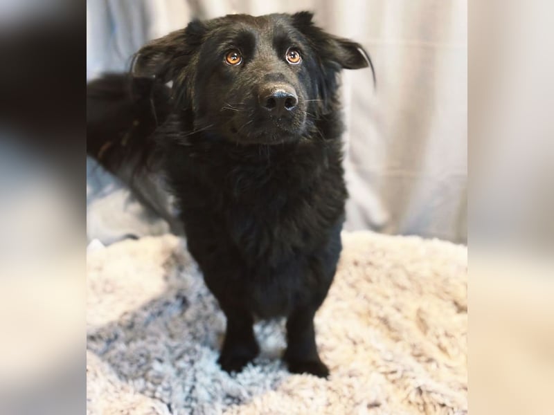 Peter Pan -Tapfere Seele auf vier Pfoten